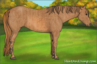 Horse Color:Bay  Brindle