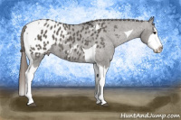 Horse Color:Grullo Splash Tobiano Appaloosa