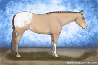 Horse Color:Amber Champagne Appaloosa 