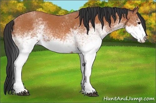 Horse Color:White Spotted Bay 