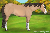 Horse Color:Bay Roan Dun Splash 