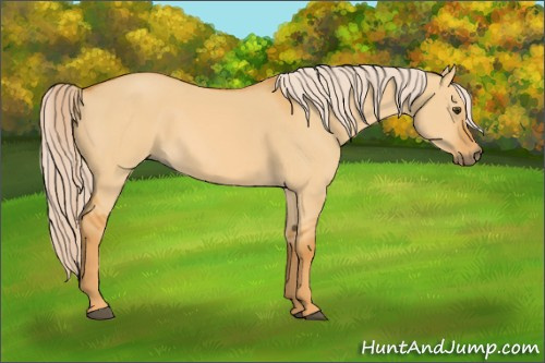 Horse Color: Palomino Dun 