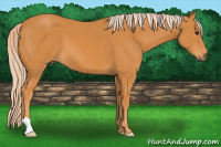 Horse Color:Palomino 