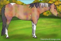 Horse Color:Nacre Bay Tobiano