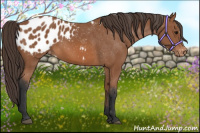 Horse Color:Bay Appaloosa