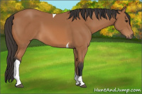 Horse Color:Bay Tobiano 