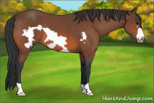 Horse Color: Bay Frame 