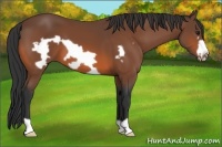 Horse Color:Bay Frame