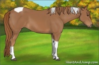 Horse Color:Chestnut Tobiano 