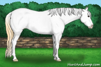 Horse Color:Smoky Blue Roan Splash Appaloosa 