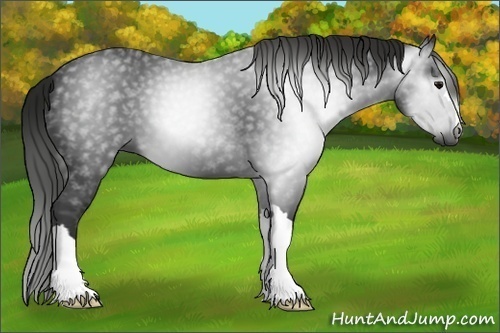 Horse Color:Unknown 