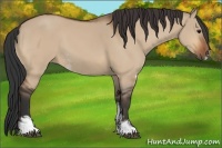 Horse Color:Bay Dun Sabino 