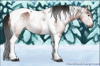 Horse Color:Gray Bay Tobiano 