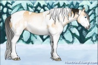 Horse Color:Gray Buckskin Splash Tobiano 