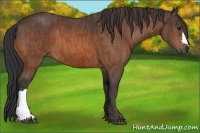 Horse Color:Bay  Brindle