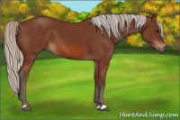 Horse Color:Silver Bay 