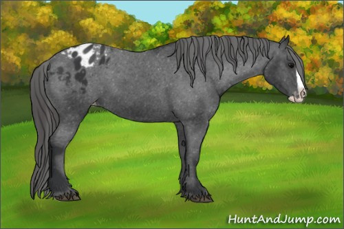 Horse Color: Black Splash Blanket 