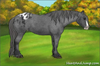 Horse Color:Black Splash Appaloosa 