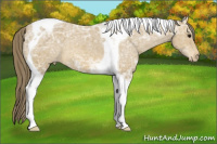 Horse Color:Buckskin Ice Tobiano Appaloosa