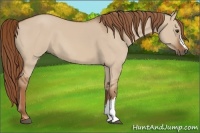 Horse Color:Red Dun 