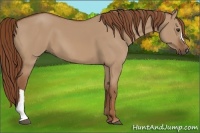 Horse Color:Red Dun 