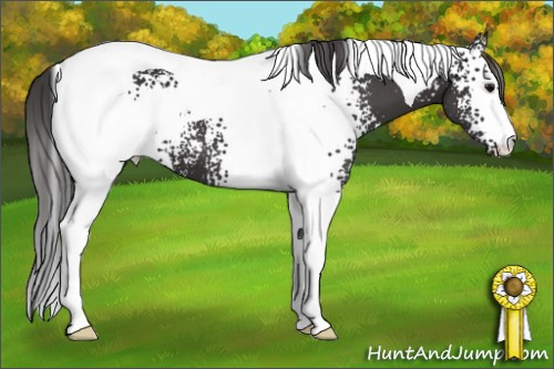 Horse Color:White Spotted Buckskin Tobiano 