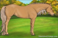 Horse Color:Palomino 