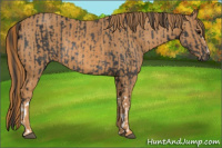 Horse Color:Brown Rabicano  Brindle