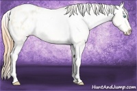 Horse Color:White Spotted Buckskin Pearl Dun Blanket 