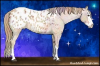 Horse Color:Nacre Red Roan Splash Appaloosa