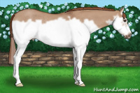 Horse Color:Red Dun Roan Splash Frame Rabicano 