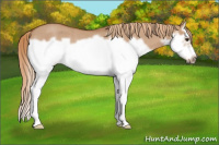 Horse Color:Red Dun Roan Splash Frame Rabicano