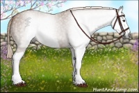 Horse Color:Gray Red Roan