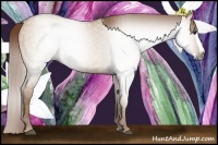 Horse Color:Gray Red Dun Splash