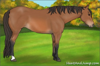 Horse Color:Unknown 