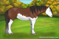 Horse Color:Bay Splash 