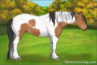 Horse Color:Bay Tobiano 