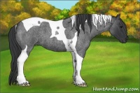 Horse Color:Blue Roan Tobiano 