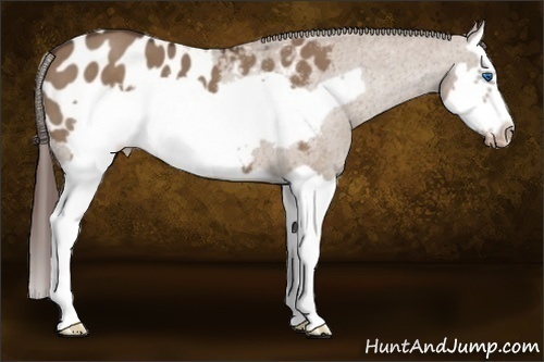 Horse Color:Liver Red Dun Splash Frame Appaloosa 