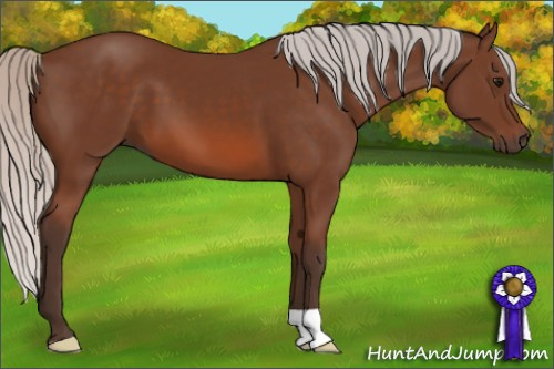 Horse Color: Silver Bay 