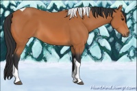 Horse Color:Bay Tobiano 