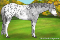 Horse Color:White Spotted Blue Roan Splash Frame Appaloosa 