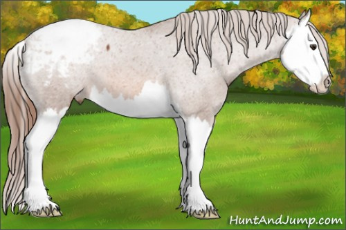 Horse Color: Chestnut Splash Snowcap 