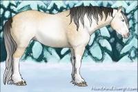 Horse Color:Gray Amber Cream Champagne Dun Splash 