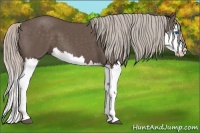 Horse Color:Silver Black Splash 