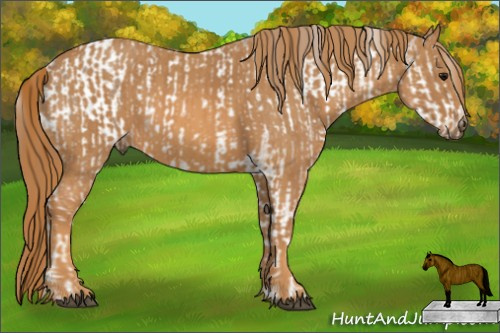 Horse Color: White Spotted Bay Dun Blanket  Brindle