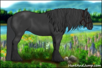 Horse Color:Black 