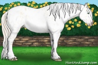 Horse Color:Gray Silver Amber Cream Champagne Roan Dun Splash Tobiano Frame Near Leopard Rabicano 