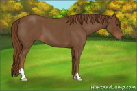 Horse Color:Unknown 