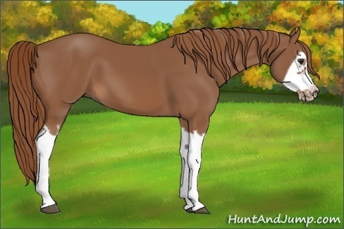 Horse Color:Chestnut Splash Frame 